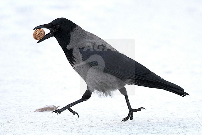 Hybrid Carrion x Hooded Crow in Germany. Carrying a walnut. stock-image by Agami/Mathias Putze,
