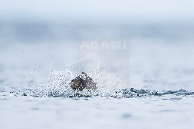 Greater Scaup - Bergente - Aythya marila ssp. marila, Germany (Mecklenburg-Vorpommern), adult, female stock-image by Agami/Ralph Martin,