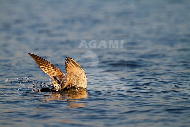 Pontische Meeuw, Caspian Gull, Larus cachinnans, Switzerland, 2nd S stock-image by Agami/Ralph Martin,