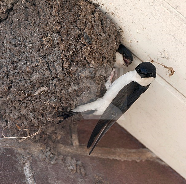 Nest of a Common House Martin, Delichon urbicum, in the Netherlands. stock-image by Agami/Marc Guyt,