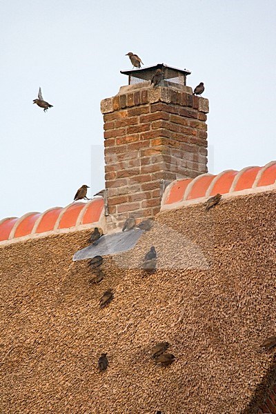 Flock Common Starlings sitting on roof; groep Spreeuwen zittend op dak stock-image by Agami/Marc Guyt,