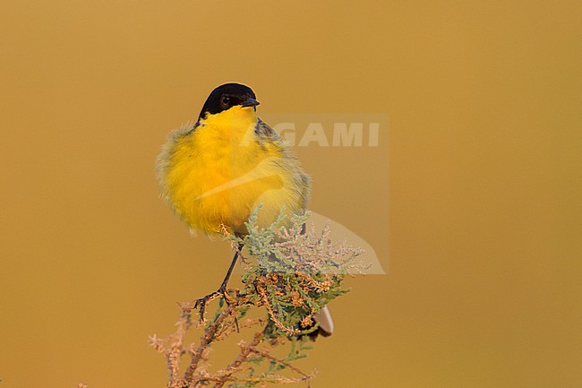 Black-headed Wagtail - Maskenstelze - Motacilla feldegg, Cyprus, adult male stock-image by Agami/Ralph Martin,