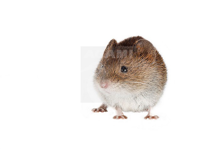 Tiny Field Vole (Microtus agrestis) photographed against white background. stock-image by Agami/Theo Douma,