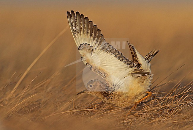 Male Buff-breasted Sandpiper (Calidris subruficollis) displaying on the open tundra of Alaska. Waving his wings to attract females to mate with. stock-image by Agami/Ian Davies,