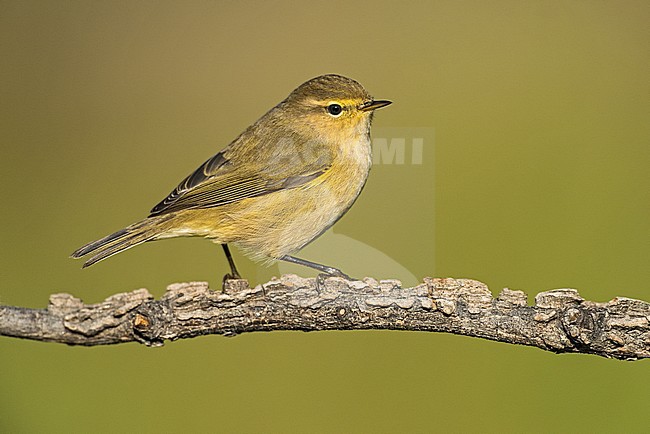 Common Chiffchaff (Phylloscopus collybita) stock-image by Agami/Alain Ghignone,