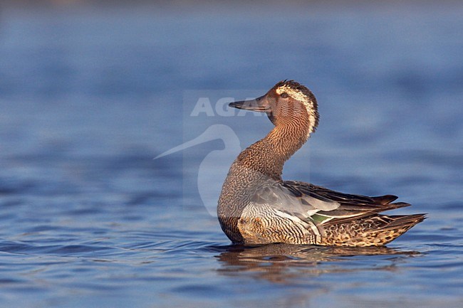 Zomertaling man; Garganey male stock-image by Agami/Jari Peltomäki,