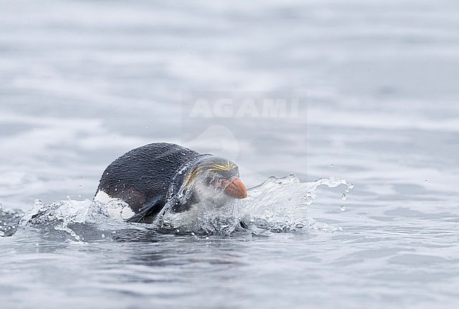 Macquarie islands, Australia stock-image by Agami/Marc Guyt,