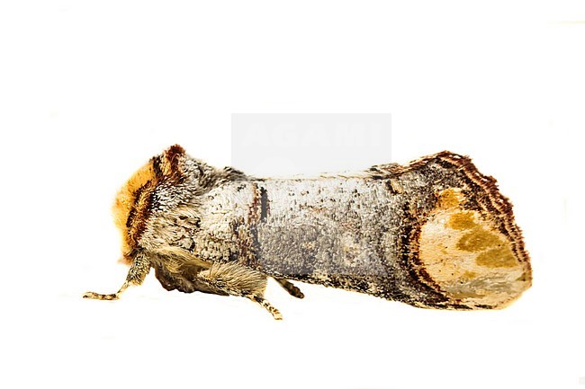 Buff-tip; Phalera bucephala stock-image by Agami/Wil Leurs,