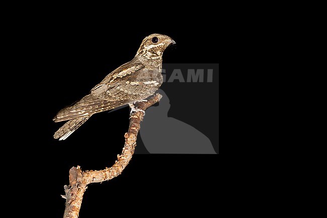 European Nightjar (Caprimulgus europaeus), adult perched on a branch during the night. stock-image by Agami/Saverio Gatto,