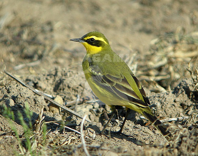 Male Eastern Yellow Wagtail (Motacilla tschutschensis taivana) on Heuksan Do in South Korea. Standing on the ground. stock-image by Agami/Aurélien Audevard,