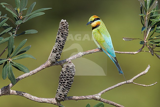 Stunning Rainbow Bee-eater, Merops ornatus, in Australia. stock-image by Agami/Glenn Bartley,