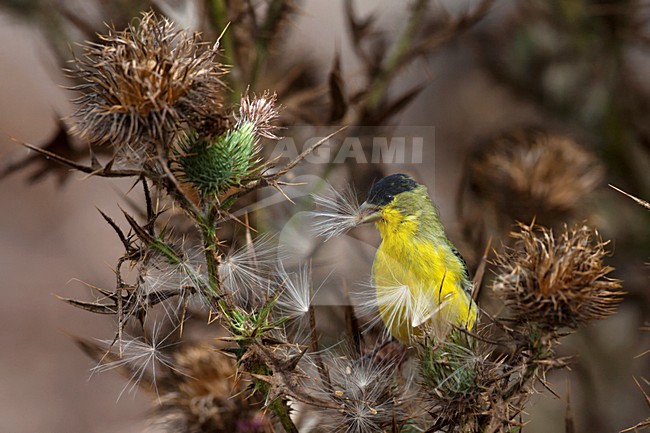 Foeragerende Kleine Geelvink; Foraging Lesser Goldfinch stock-image by Agami/Martijn Verdoes,