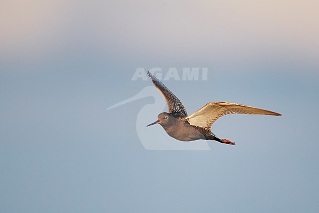 Volwassen Zwarte Ruiter in de vlucht; Adult Spotted Redshank in flight stock-image by Agami/Markus Varesvuo,