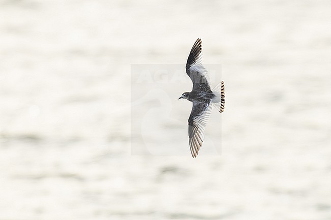 Vorkstaartmeeuw, Sabine's Gull, Xema sabini stock-image by Agami/Menno van Duijn,