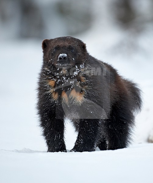 Veelvraat lopend in de sneeuw; Wolverine, walking in the snow stock-image by Agami/Jari Peltomäki,