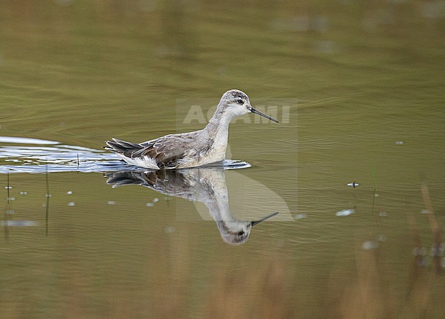 Vagrant Wilson's Phalarope (Steganopus tricolor) on the Shetland Islands in the United Kingdom. Swimming in shallow lake. stock-image by Agami/Hugh Harrop,