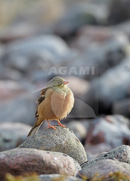 Mannetje Ortolaan; Male Ortolan Bunting stock-image by Agami/Markus Varesvuo,