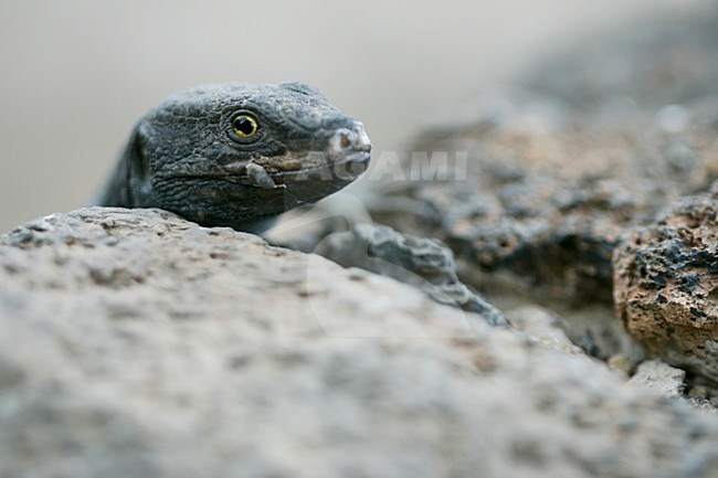 Gallotia galloti close up van kop,Tenerife Lizard close-up of head stock-image by Agami/Menno van Duijn,