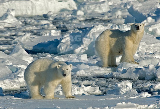 Polar Bear; IJsbeer stock-image by Agami/Roy de Haas,