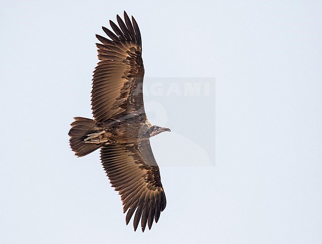 Hooded Vulture, Necrosyrtes monachus, in Ghana. stock-image by Agami/Pete Morris,