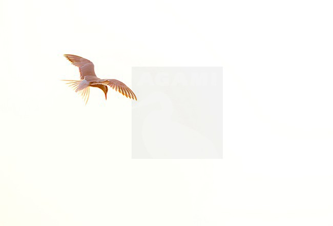 Adult Common Tern, Sterna hirundo, in flight. Fishing in the old Rhine outlet in the North Sea at Katwijk, Netherlands. stock-image by Agami/Marc Guyt,