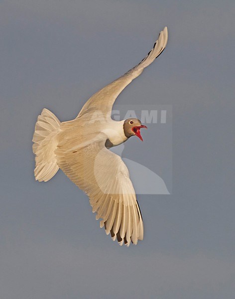 Roepende Kokmeeuw in vlucht,  Calling Black-headed Gull in flight stock-image by Agami/David Hemmings,