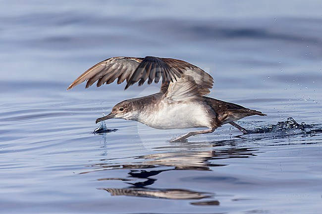 Yelkouan shearwaters breed on islands and coastal cliffs in the eastern and central Mediterranean. It is seen here taking off from the water against a clear blue background of the Mediterranean Sea of the coast of Sardinia. stock-image by Agami/Jacob Garvelink,