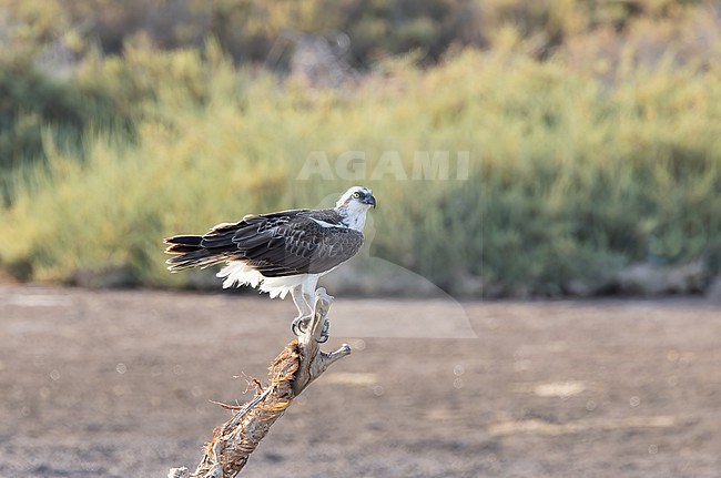 Osprey (Pandion haliaetus) perched in a tree, Oman stock-image by Agami/Roy de Haas,