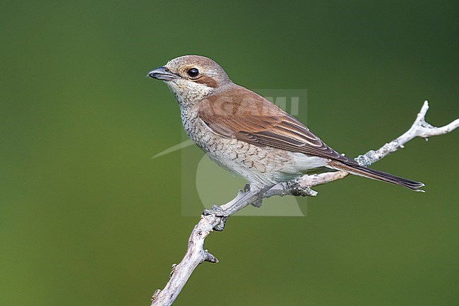 Adult female Red-backed Shrike (Lanius collurio) perched on a twig in Italy. stock-image by Agami/Daniele Occhiato,