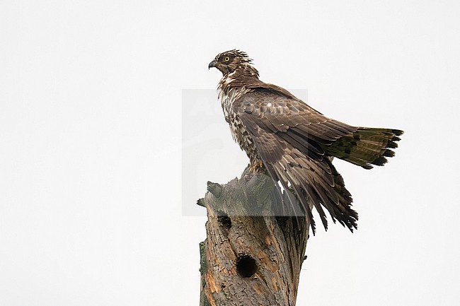 Wespendief met nat verenpak stock-image by Agami/Han Bouwmeester,