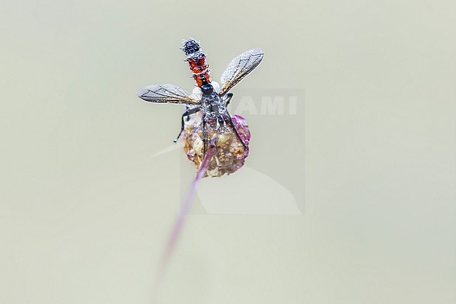 Cylindromyia interrupta stock-image by Agami/Wil Leurs,