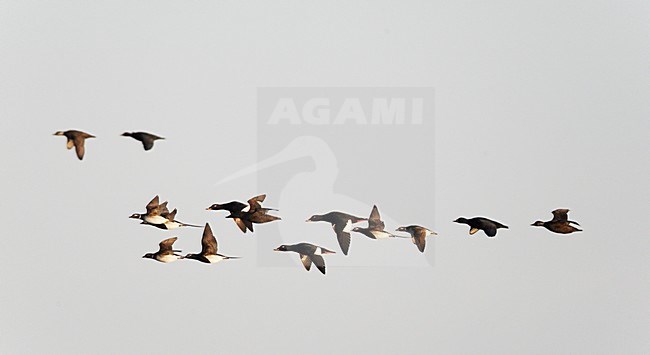 Gemende groep zee-eenden (Grote Zee-eend, Zwarte Zee-eend en IJseend); Mixed group of sea ducks (Velvet Scoter, Common Scoter and Long-tailed Duck) stock-image by Agami/Markus Varesvuo,