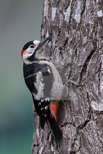 Syrian Woodpecker (Dendrocopos syriacus) in a wadi in the southern Negev desert of Israel during spring migration. stock-image by Agami/Dubi Shapiro,