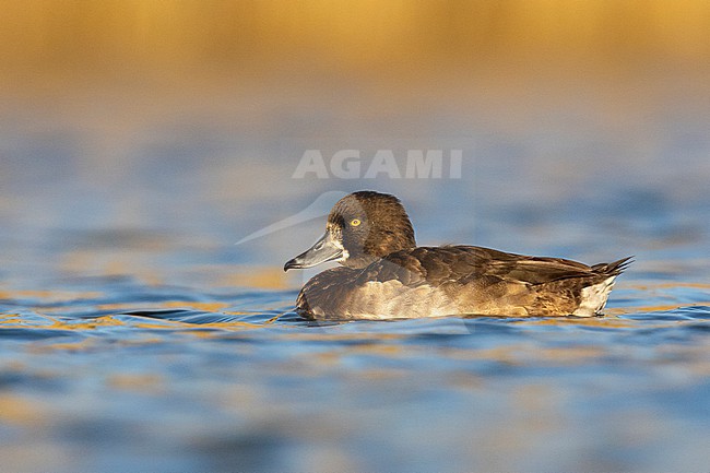 Tufted Duck (Aythya fuligula), side view of a female swimming in the water, Campania, Italy stock-image by Agami/Saverio Gatto,