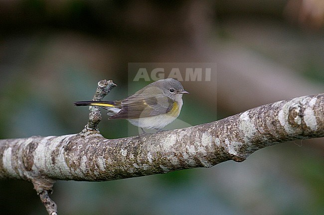 Rare vagrant American Redstart (Setophaga ruticilla) perched in a tree on the island Barra in the Outer Hebrides during autumn. First-winter seen from the side. stock-image by Agami/Josh Jones,
