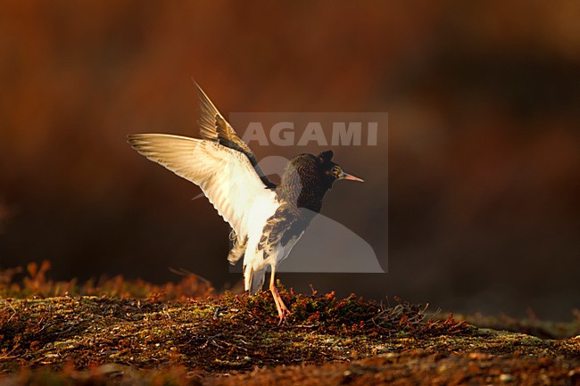 Baltsend mannetje Kemphaan, Male Ruff displaying stock-image by Agami/Danny Green,