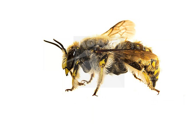 European wool carder bee, Grote wolbi, Anthidium manicatum stock-image by Agami/Wil Leurs,