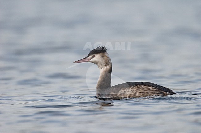 Great Crested Grebe in winter plumage, Fuut in winterkleed stock-image by Agami/Harvey van Diek,