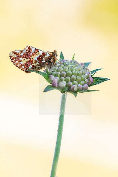 Shepherd's Fritillary, Boloria pales stock-image by Agami/Wil Leurs,