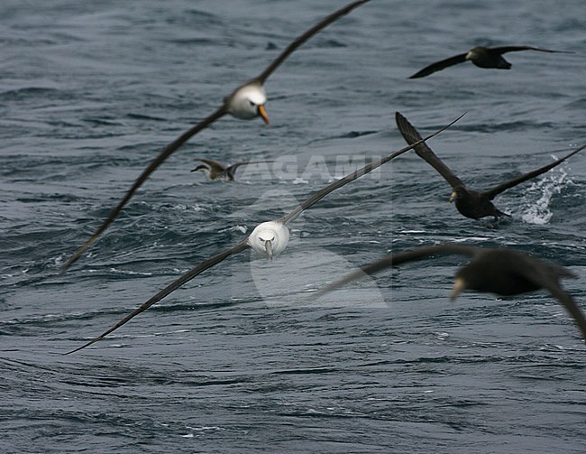 Immature Shy Albatross (Thalassarche cauta) in flight over the southern Atlantic ocean near Tristan da Cunha, between more seabirds. stock-image by Agami/Marc Guyt,