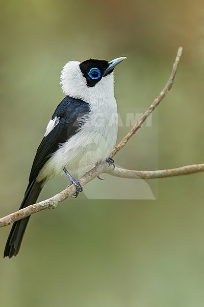 Frilled Monarch (Arses telescopthalmus) Perched on a branch in Papua New Guinea stock-image by Agami/Dubi Shapiro,