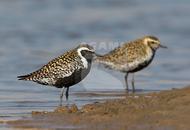 Pacific Golden Plover summerplumage standing; Aziatische Goudplevier zomerkleed staand stock-image by Agami/Ran Schols,