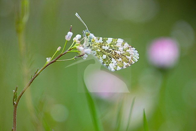 Orange-tip, Oranjetipje, Anthocharis cardamines stock-image by Agami/Wil Leurs,