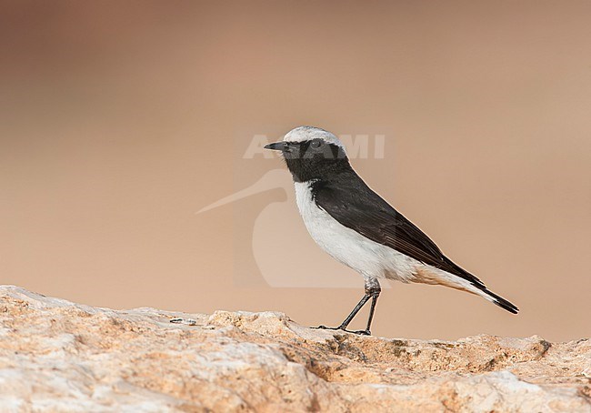 Adult Eastern Mourning Wheatear (Oenanthe lugens) in Negev desert in Israel. stock-image by Agami/Marc Guyt,