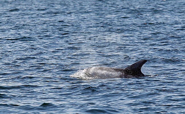 Gramper, Risso's Dolphin, Grampus griseus stock-image by Agami/Hugh Harrop,