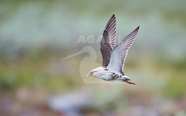 Adult male Ruff (Calidris pugnax) in breeding plumage flying past in arctic Norway. stock-image by Agami/Markku Rantala,