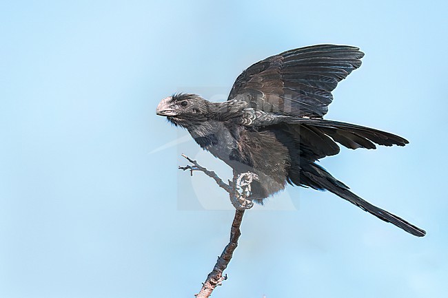 Adult
New Providence, Bahamas
February, 2025 stock-image by Agami/Brian E Small,