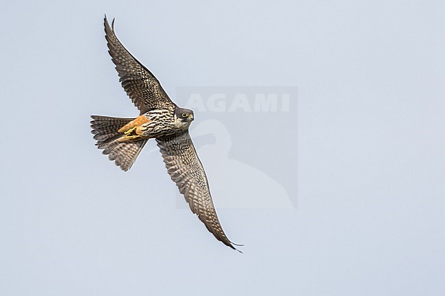 Eurasian Hobby - Baumfalke - Falco subbuteo ssp. subbuteo, Russia (Baikal), adult stock-image by Agami/Ralph Martin,