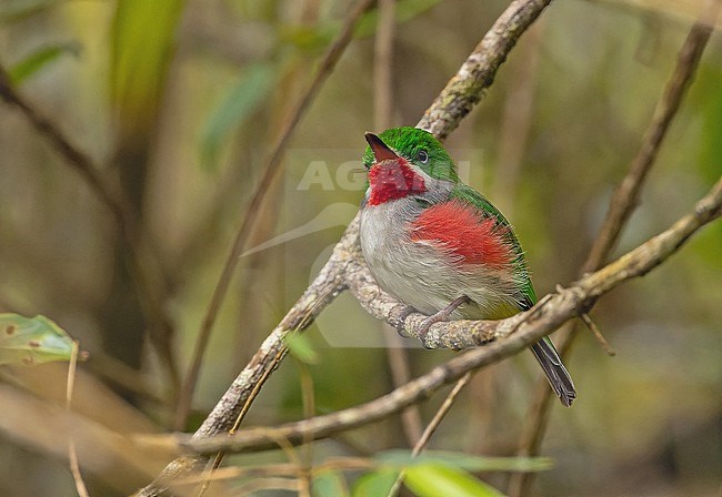 Narrow-billed Tody (Todus angustirostris) in the Dominican Republic. stock-image by Agami/Pete Morris,
