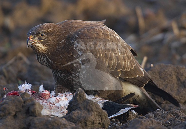 Common Buzzard perched on prey; Buizerd zittend op prooi stock-image by Agami/Hans Gebuis,
